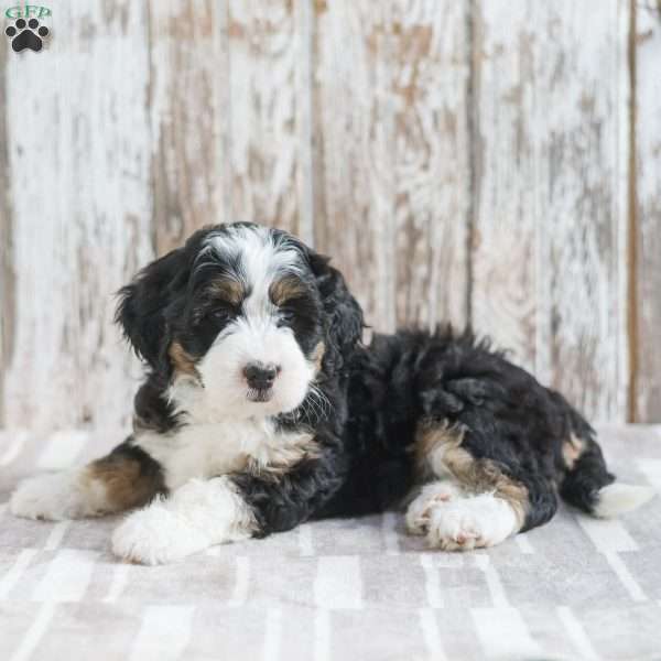 Isabel, Mini Bernedoodle Puppy